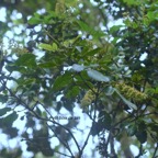 Weinmannia mauritiana Petit bois de tan Cunoniaceae Endémique La Réunion, Maurice 9979.jpeg